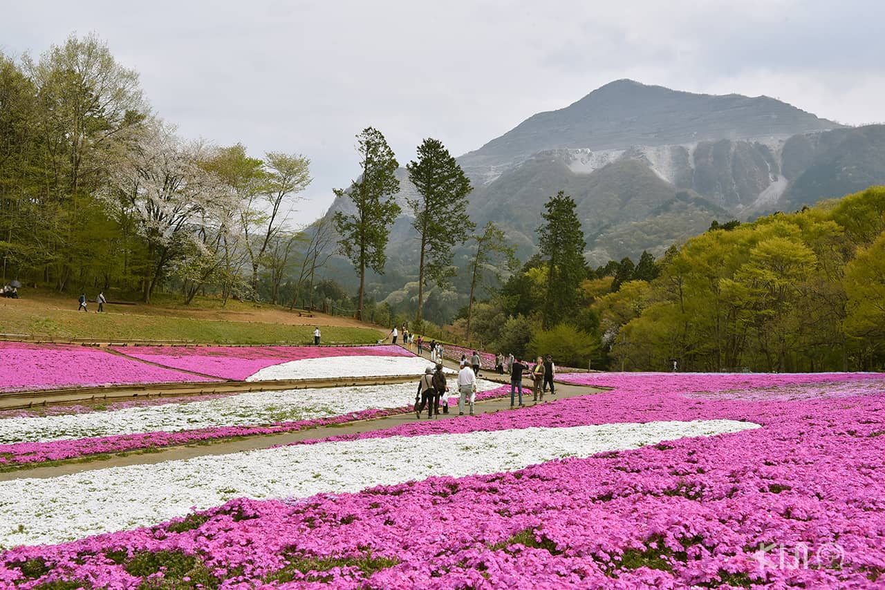 สวนฮิสึจิยามะ (Hitsujiyama Park) โอบล้อมไปด้วยป่าไม้และภูเขาเขียวขจีของเดือนเมษายน