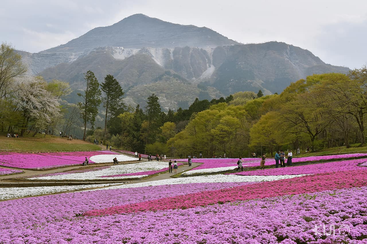 บรรยากาศภายในสวน Hitsujiyama Park