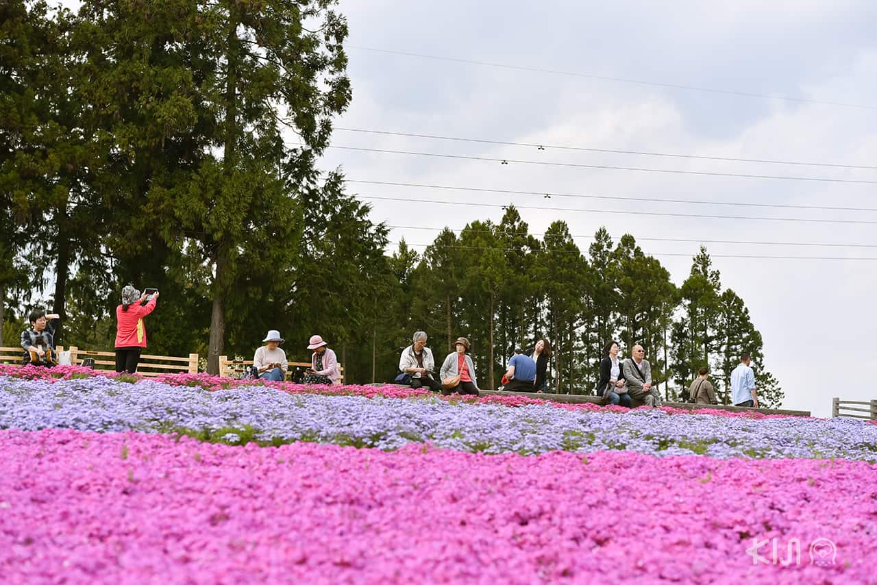สวนฮิสึจิยามะ (Hitsujiyama Park) ในวันอากาศดี