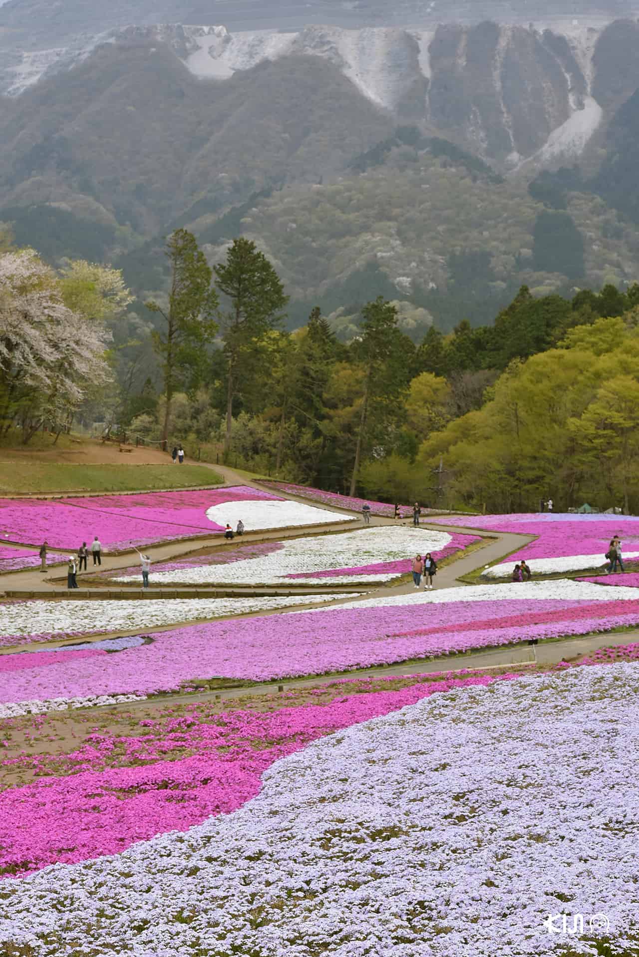Shibazakura no oka (芝桜の丘) เนินดอกชิบะซากุระในสวนฮิสึจิยามะ (Hitsujiyama Park)