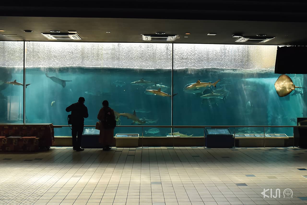 ภายใน Suma Aqualife Park