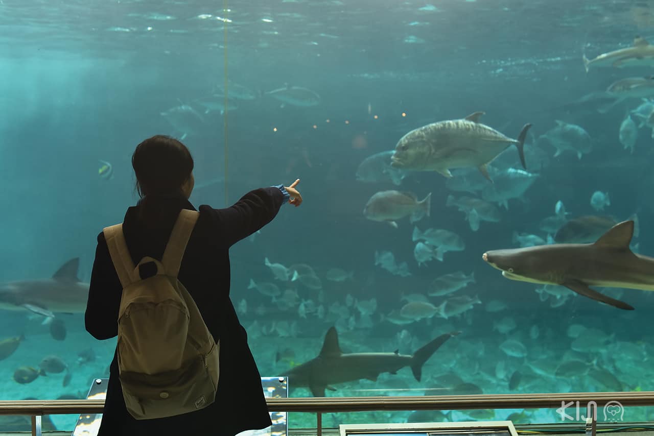 Suma Aqualife Park (神戸市立須磨海浜水族園) in WEST KOBE