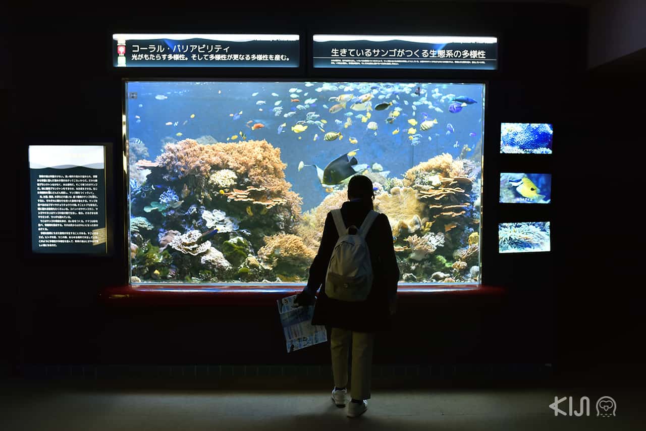 Suma Aqualife Park - โกเบ ตะวันตก