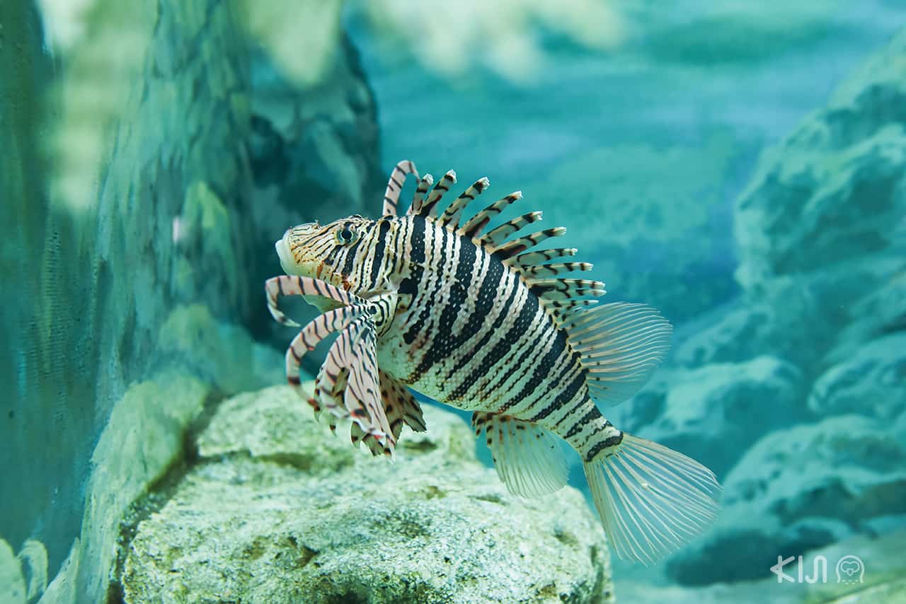 神戸市立須磨海浜水族園