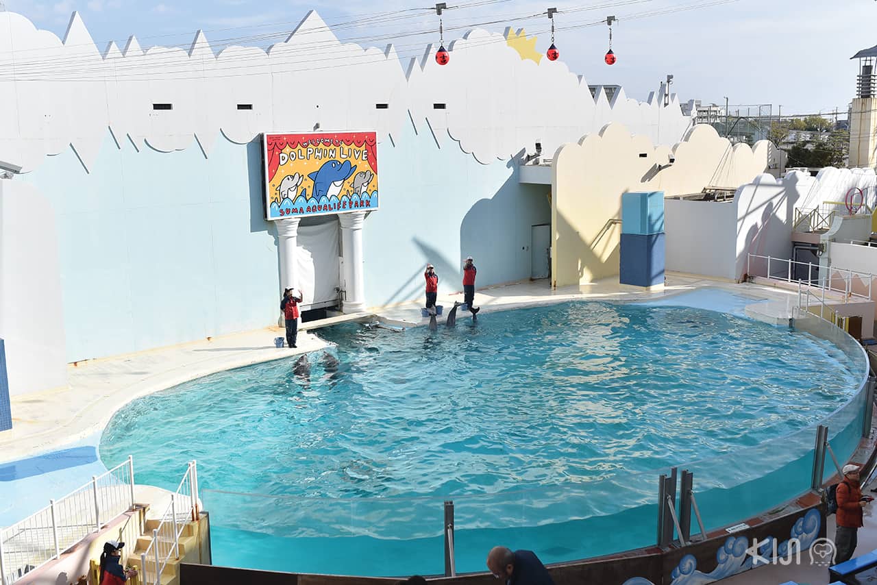 Dolphin Live at Suma Aqualife Park ,โกเบ 