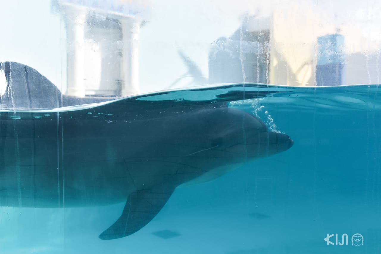 dolphin in Suma Aqualife Park , โกเบ ตะวันตก อากาชิ ฮิเมจิ