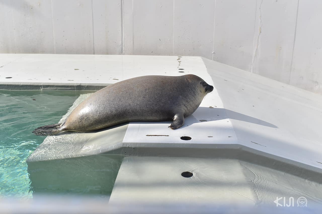 แมวน้ำที่พิพิธภัณฑ์สัตว์น้ำ Suma Aqualife Park