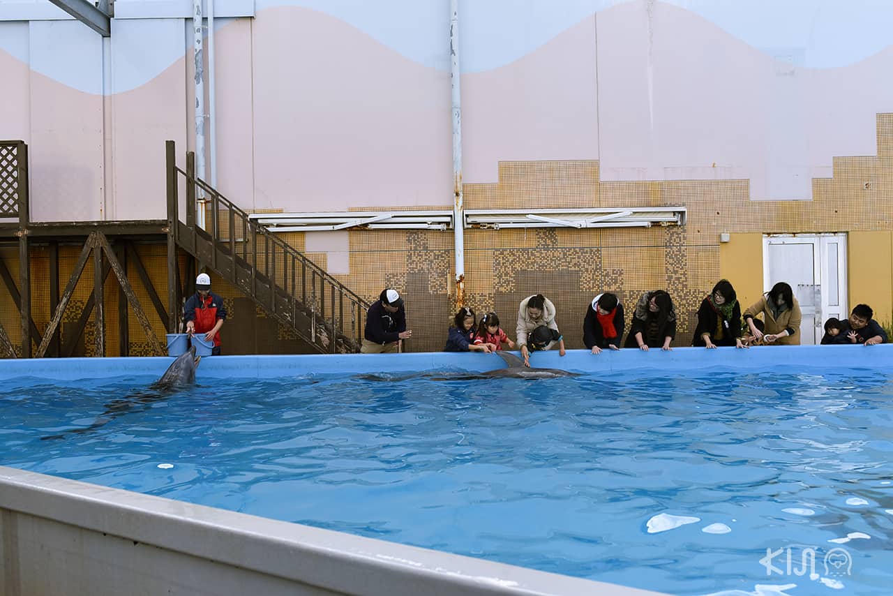 Dolphin Live Pavillion , Suma Aqualife Park , West Kobe 