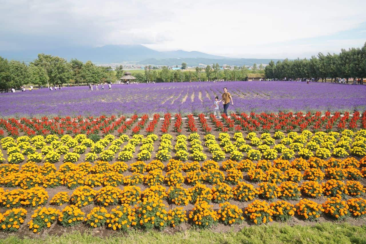 ฟาร์มโทมิตะ ทุ่งดอกไม้ และ ทุ่งลาเวนเดอร์ ฮอกไกโด