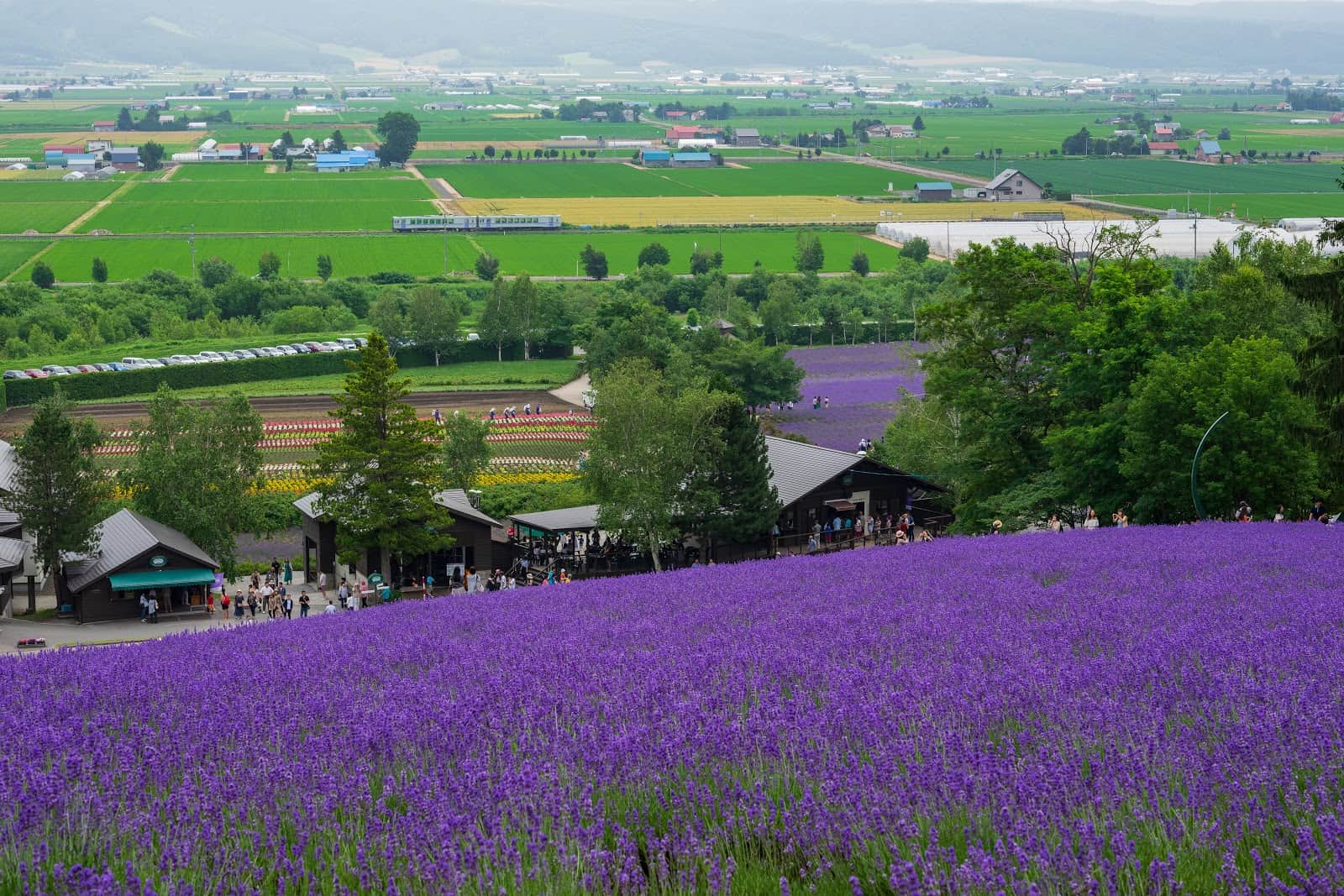 Farm Tomita ทุ่งลาเวนเดอร์ ในเมืองฟูราโน่ที่ฮอตฮิตที่สุดใน ฮอกไกโด
