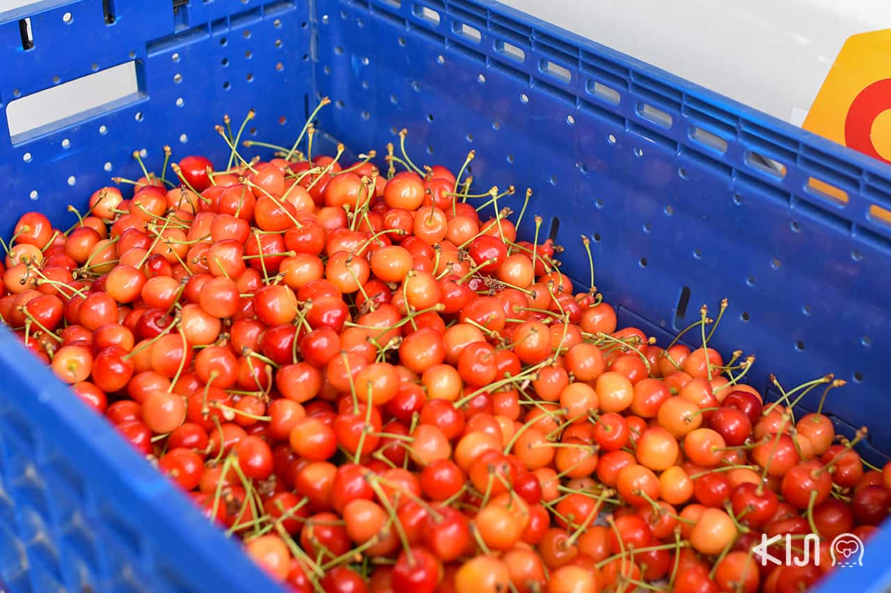 Picking the Cherry at Ohsyo Fruits Farm