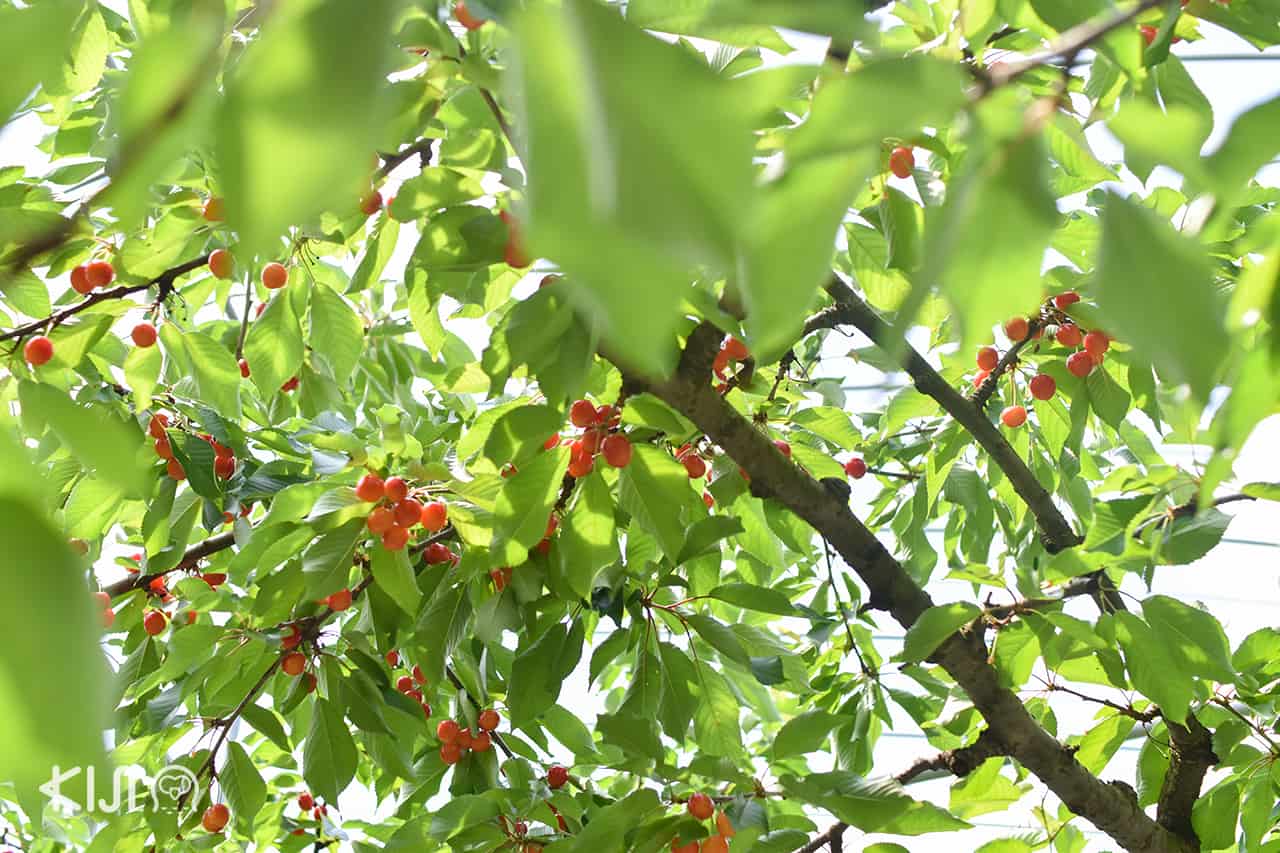 ฤดูกาลเชอร์รี่ที่ Ohsyo Fruits Farm