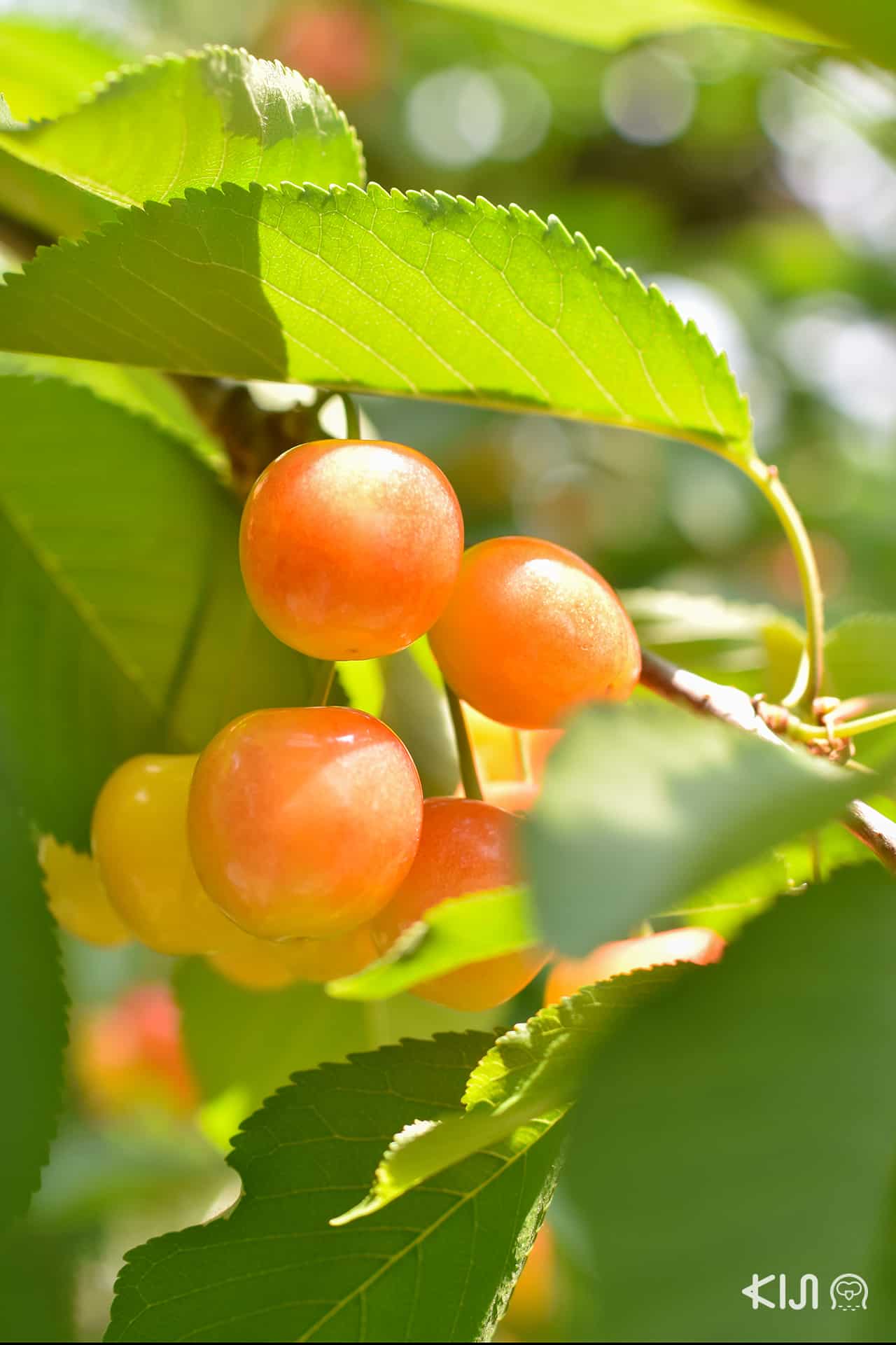 เก็บเชอร์รี่ที่ Ohsyo Fruits Farm