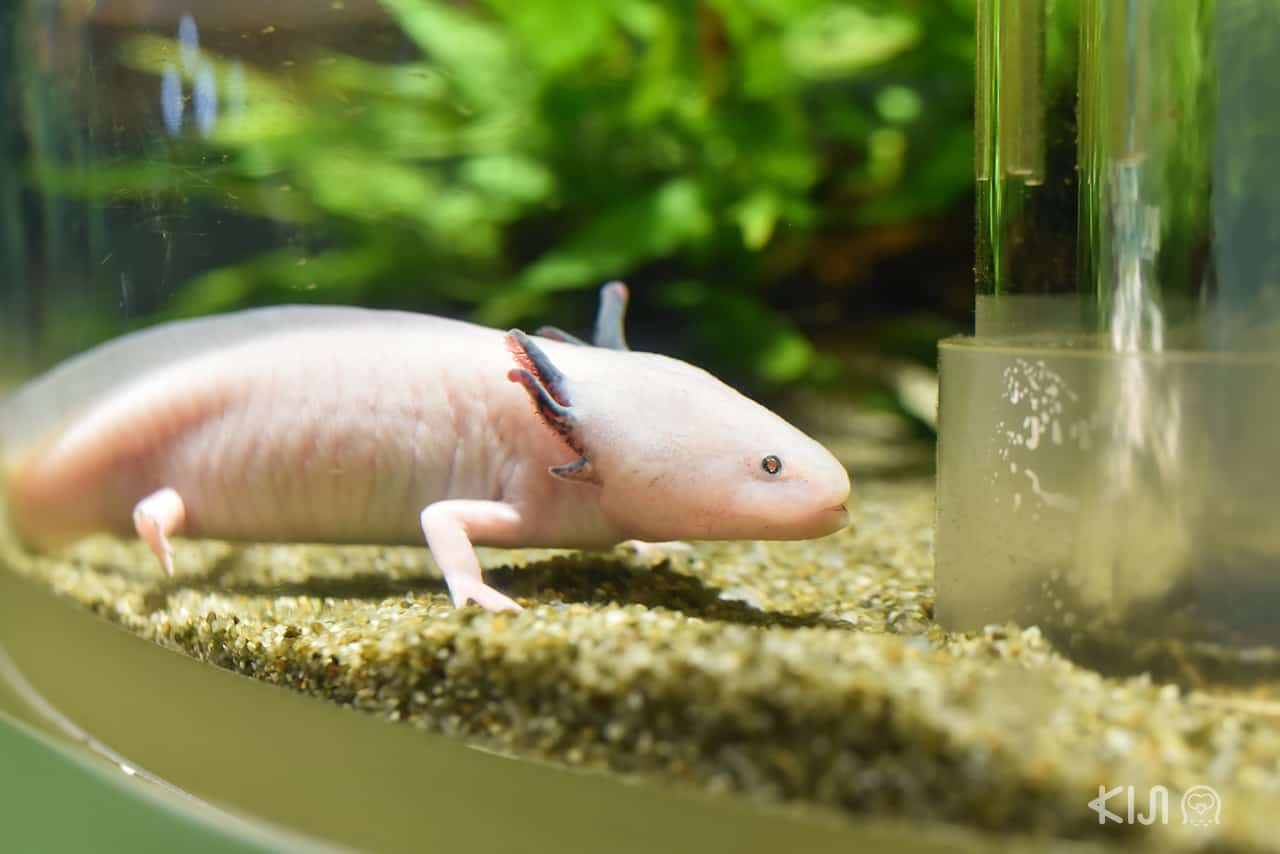 Abilities โซนสัตว์แปลกใน Nifrel Aquazoo