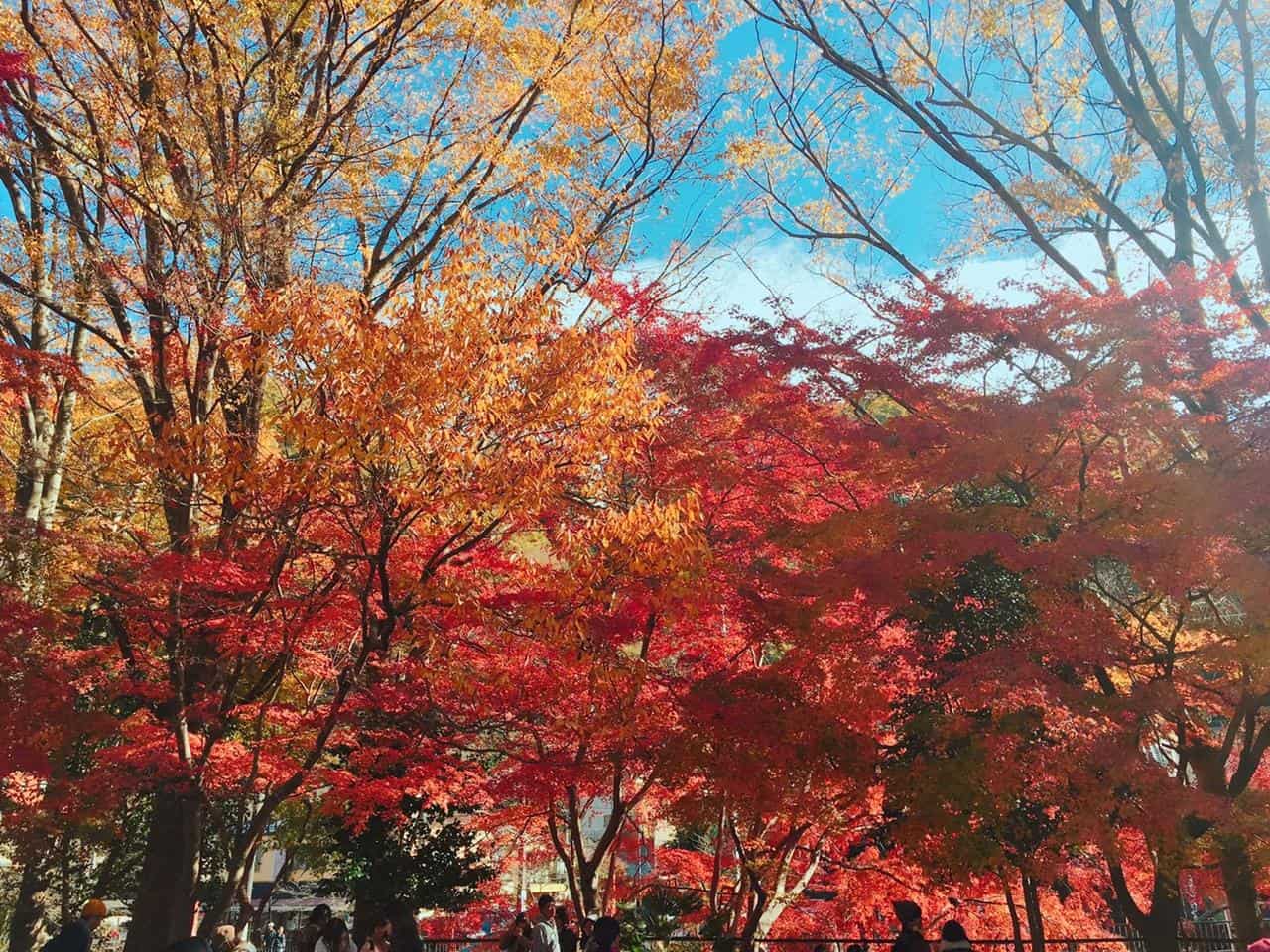 Tokyo Pass - ดูใบไม้เปลี่ยนสีที่ Takaosan