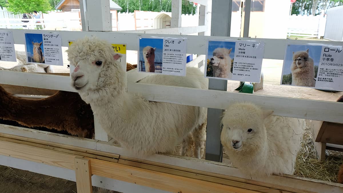 อัลปาก้าที่ Shikisai-no-oka