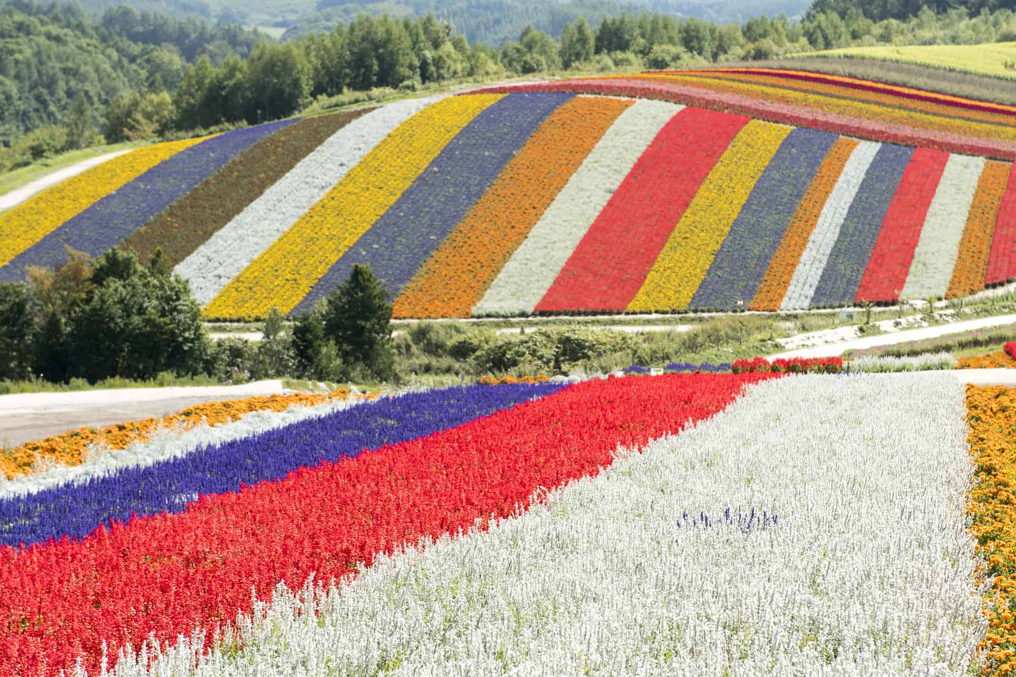 ทุ่งดอกไม้หลากสีที่ Shikisai-no-oka ในฮอกไกโด