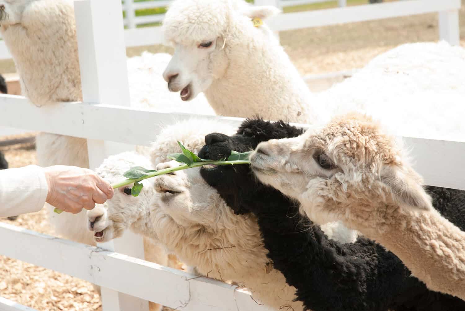 อัลปาก้าในฟาร์ม Shikisai-no-oka