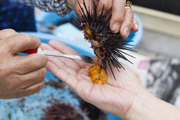 กินไข่หอยเม่นสดๆ ที่ Saga Yobuko Morning Market ในราคาเริ่มต้นแค่ 200 เยน 