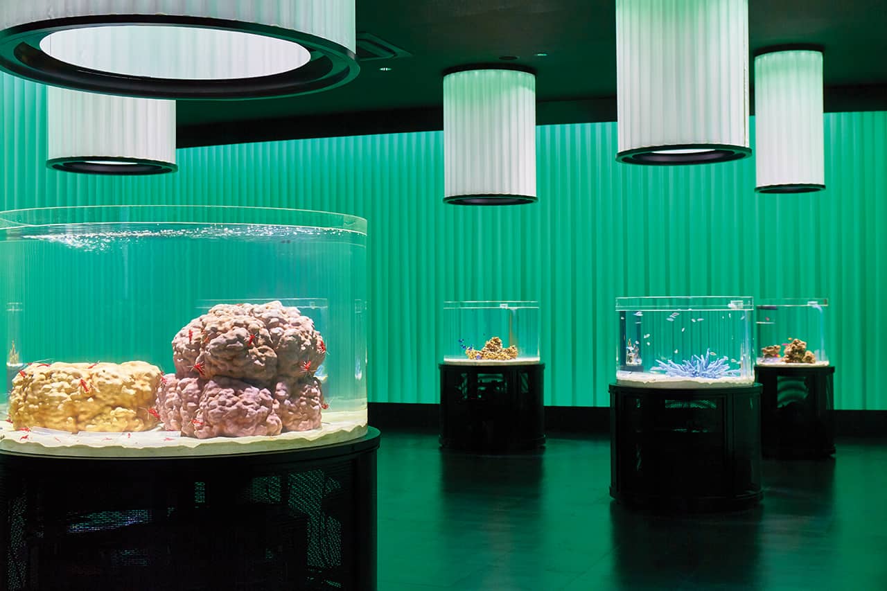 โซน Colors ใน Nifrel Aquazoo