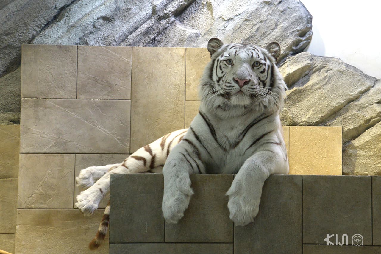 เสือขาวดาวเด่นของโซน Waterside ใน Nifrel Aquazoo