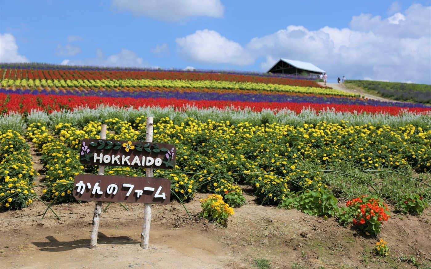 ทุ่งลาเวนเดอร์ Kanno Farm ใน ฮอกไกโด
