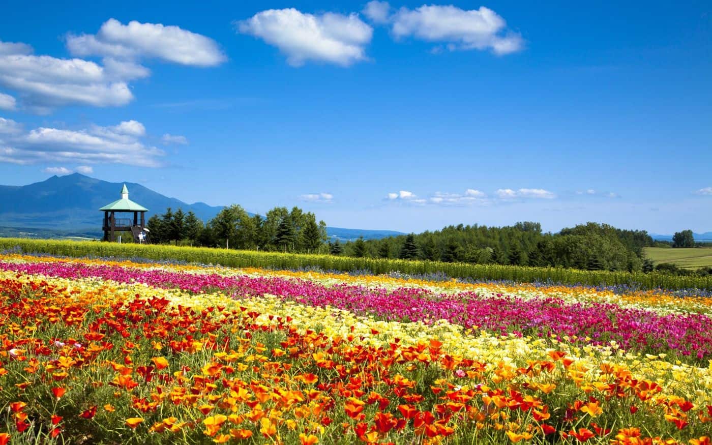 ดอกไม้หลากสีสันที่ Flower Land Kamifurano ฮอกไกโด
