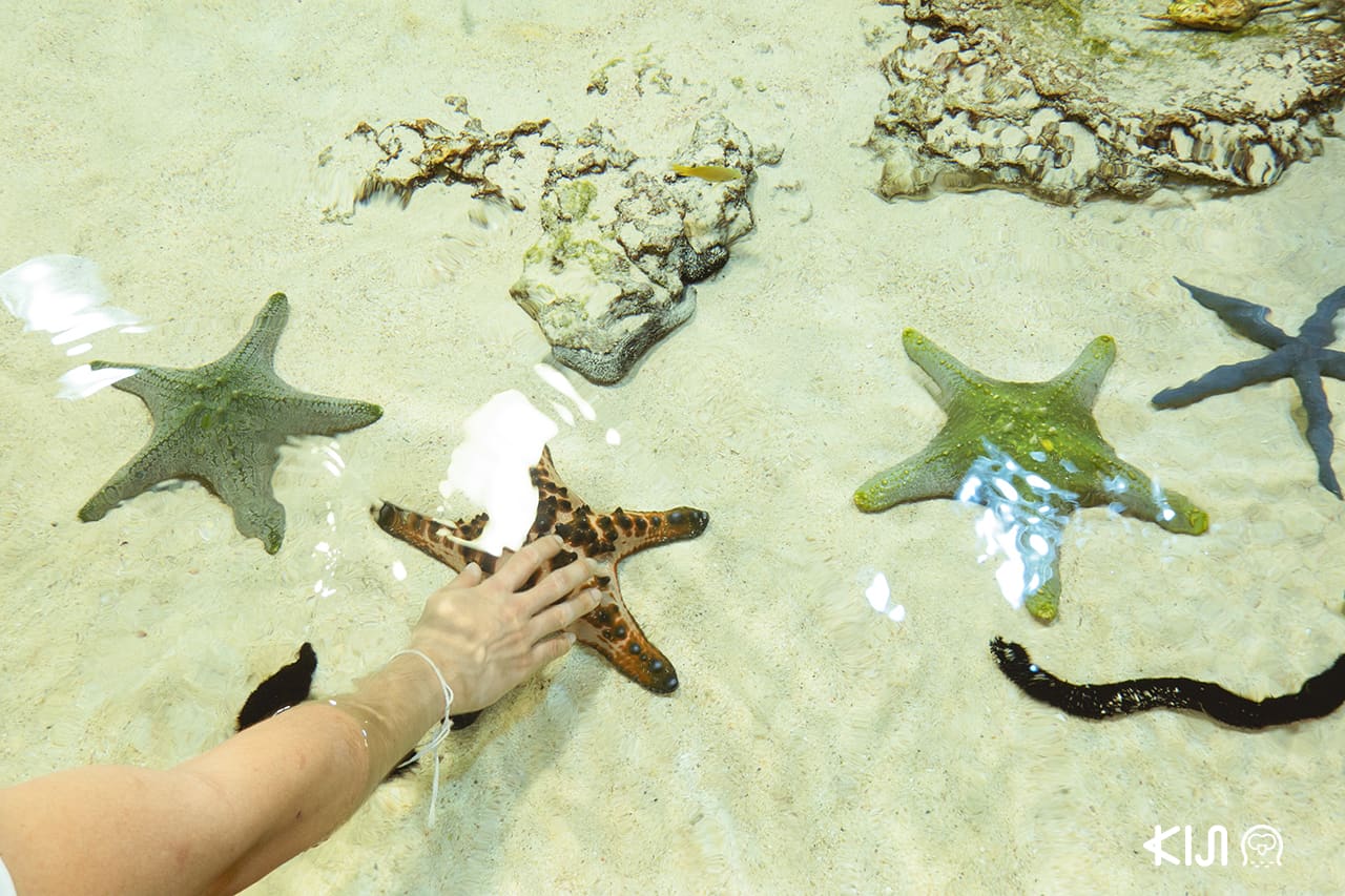 ปลาดาว ที่พิพิธภัณฑ์สัตว์น้ำชูราอุมิ (Okinawa Churaumi Aquarium)