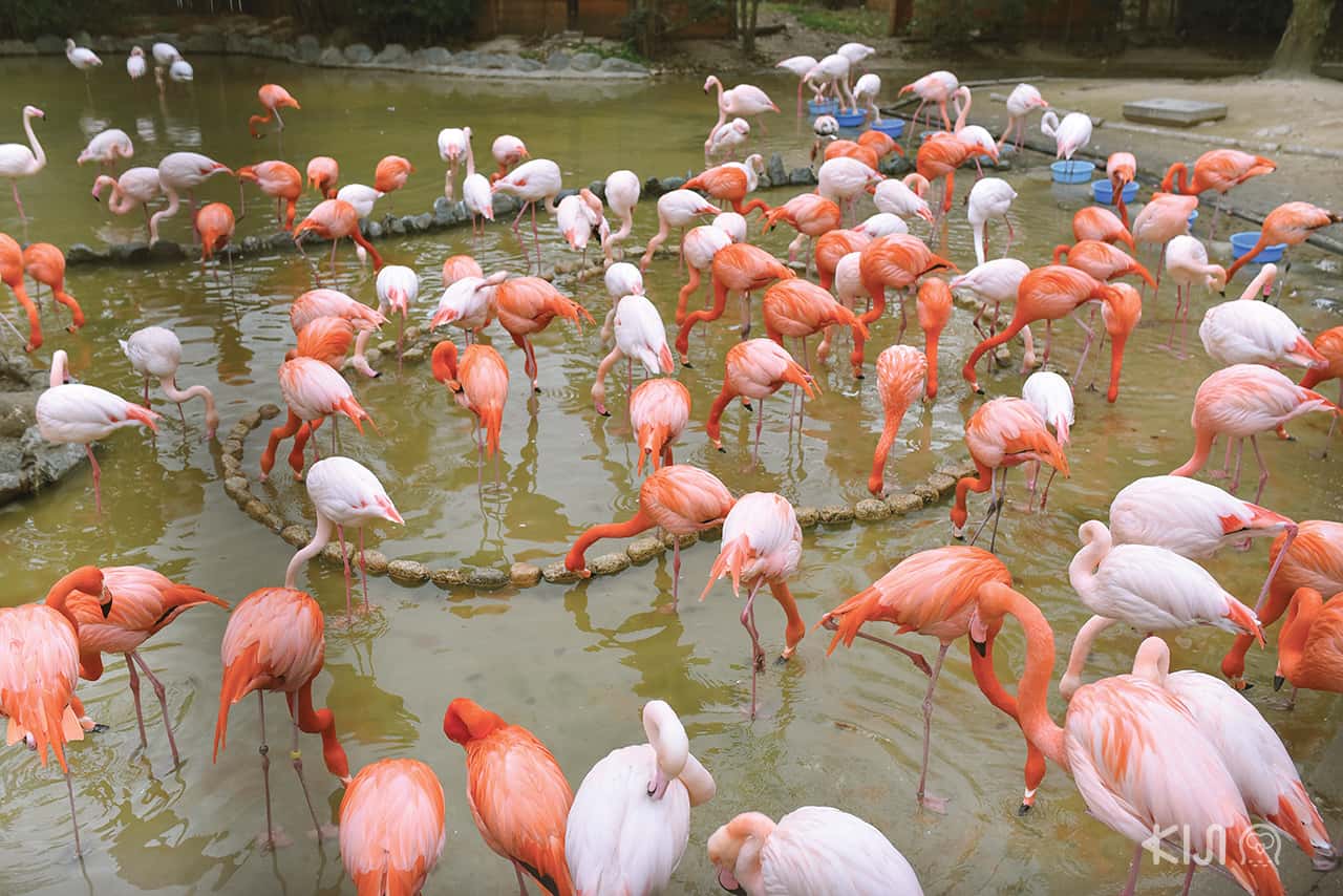 นกฟลามิงโก้ ที่ สวนสัตว์โกเบโอจิ (Kobe Oji Zoo)