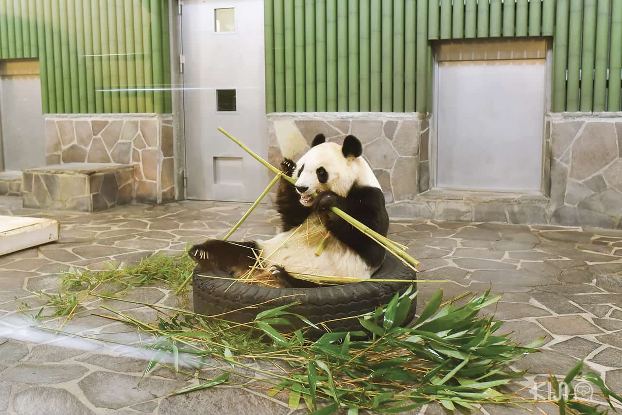แพนด้ายักษ์ Panda สวนสัตว์โกเบโอจิ Kobe Oji Zoo