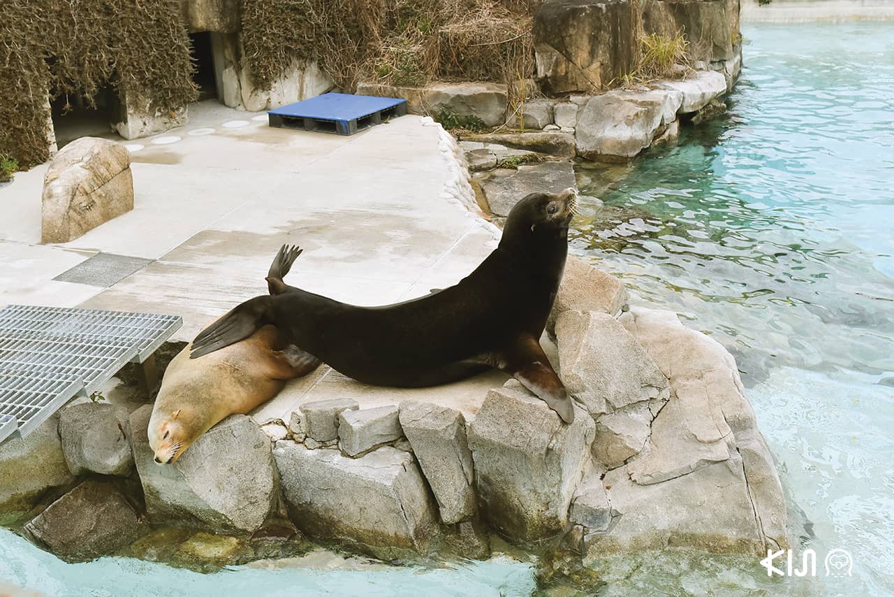 แมวน้ำ ที่ สวนสัตว์โกเบโอจิ Kobe Oji Zoo