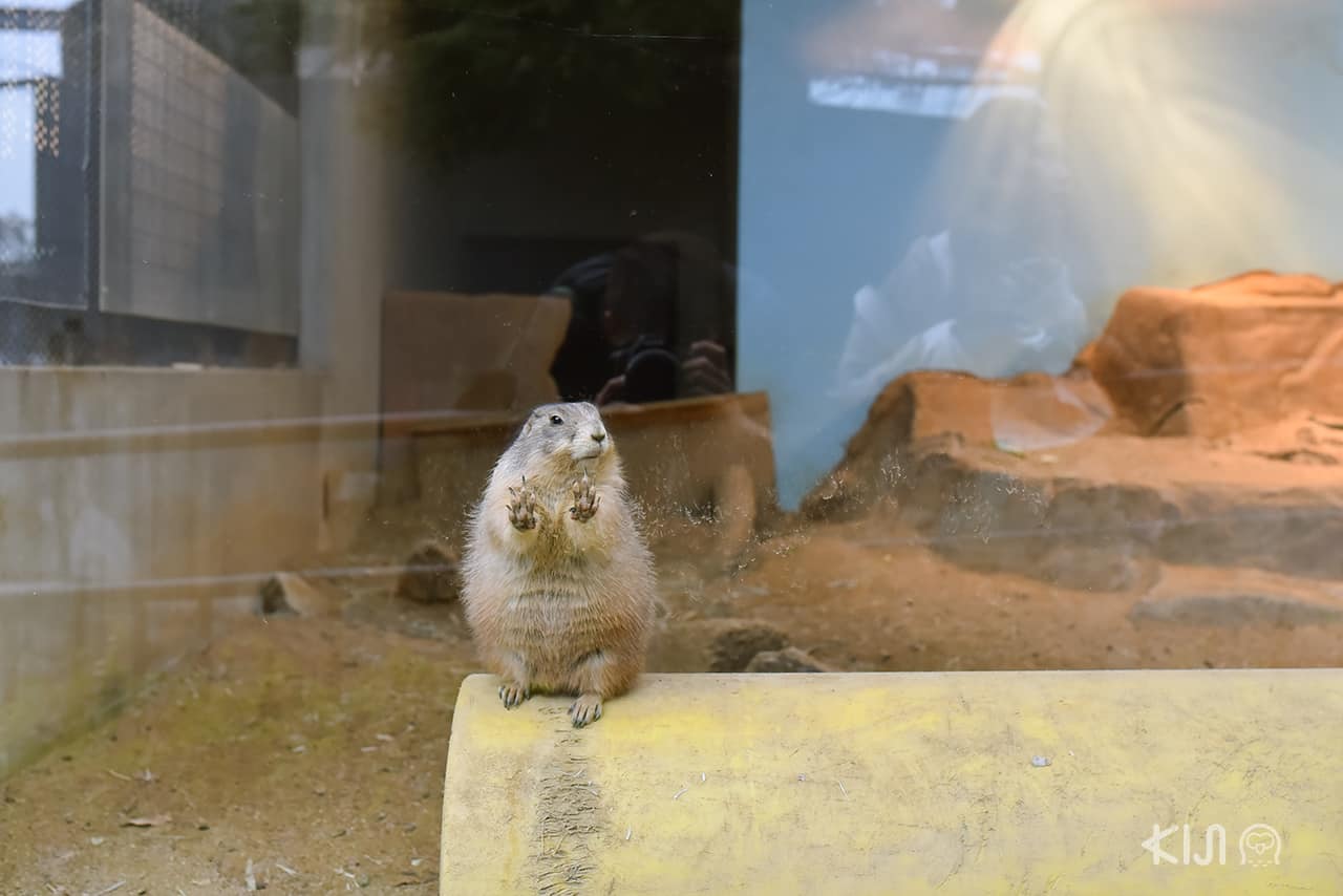 สัตว์ตัวจิ๋วใน Kobe Oji Zoo