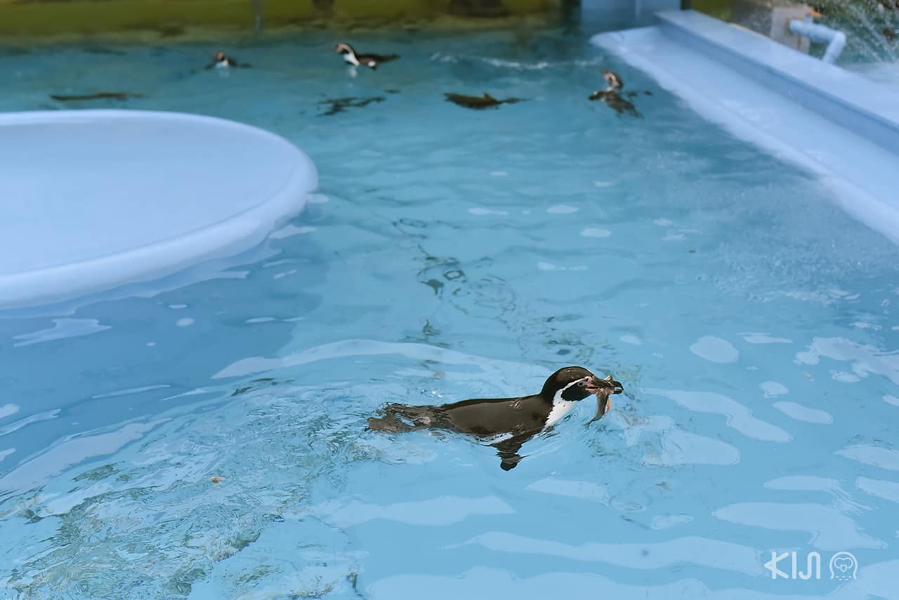 เพนกวิน Kobe Oji Zoo