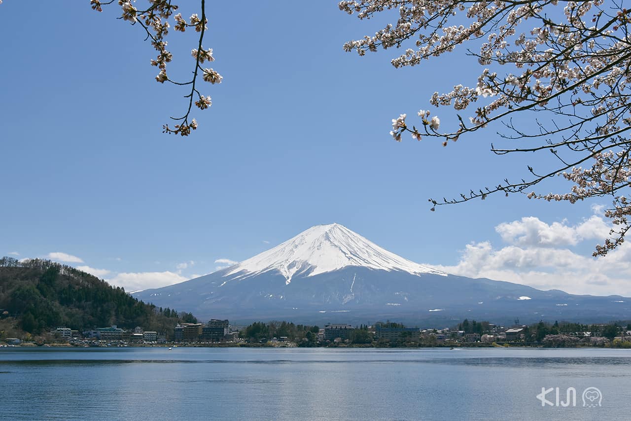 Fujisan x Kawaguchiko x Sagura
