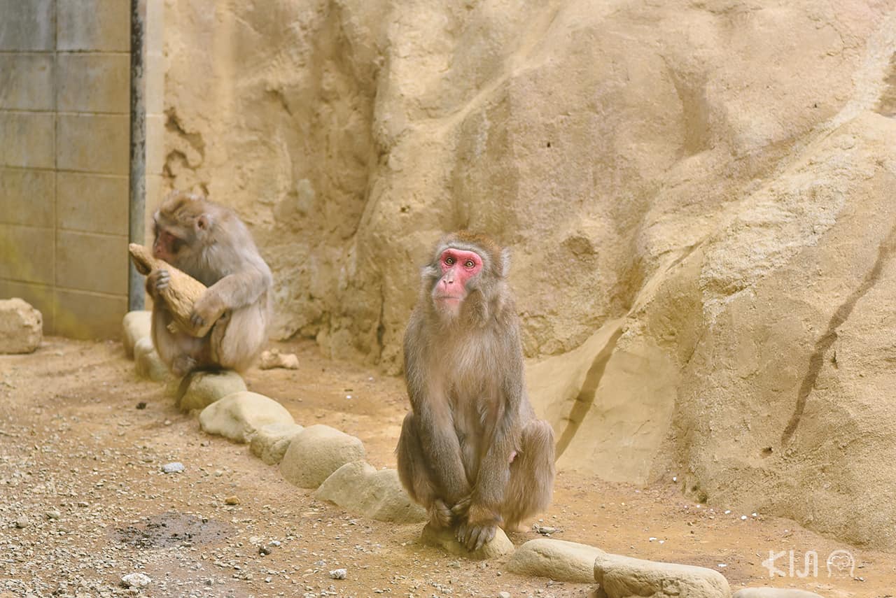 Mt. Takao Monkey Park