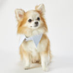 Rams x bark lounge (3)