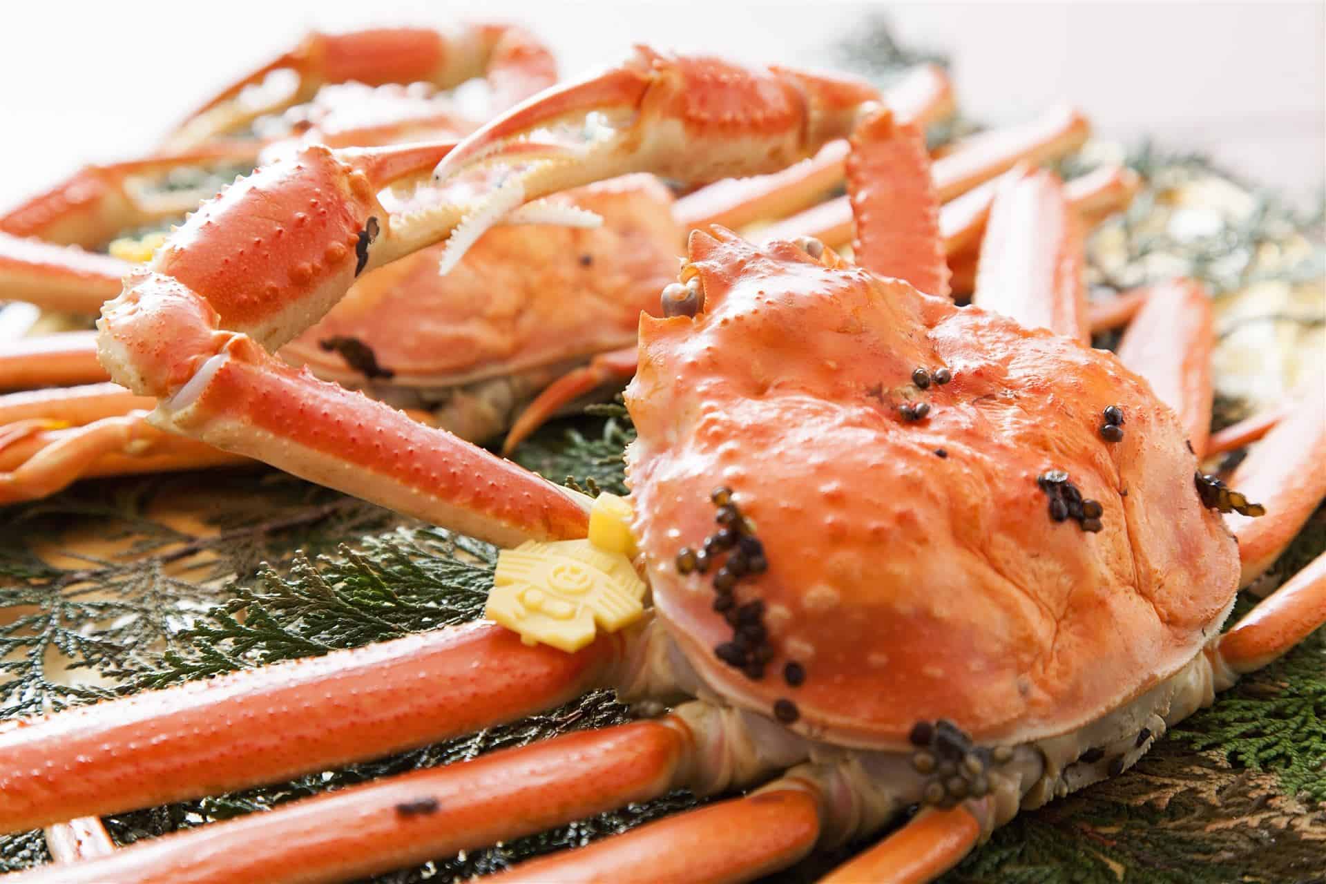 ปูเอจิเซ็น (Echizengani : 越前ガニ) ฟุกอิ Fukui