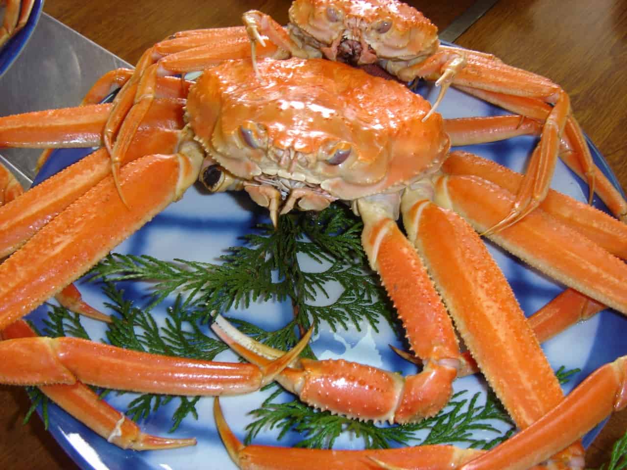 อาหารจังหวัดทตโตริ Tottori ปูมัตสึบะ (Matsubagani : 松葉がに)