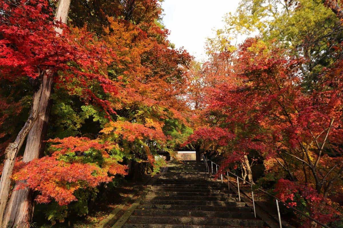 สถานที่ชม ใบไม้เปลี่ยนสี ใกล้ คิโนะซากิออนเซ็น