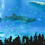 C0040.MP4.00_19_01_06.Still001