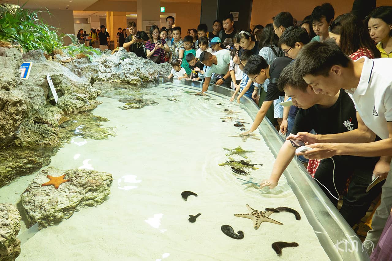 พิพิธภัณฑ์สัตว์น้ำชูราอุมิ