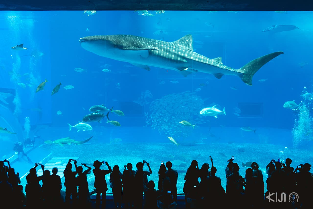 เที่ยว โอกินาว่า (Okinawa) - Okinawa Churaumi Aquarium พิพิธภัณฑ์สัตว์น้ำชูราอุมิ