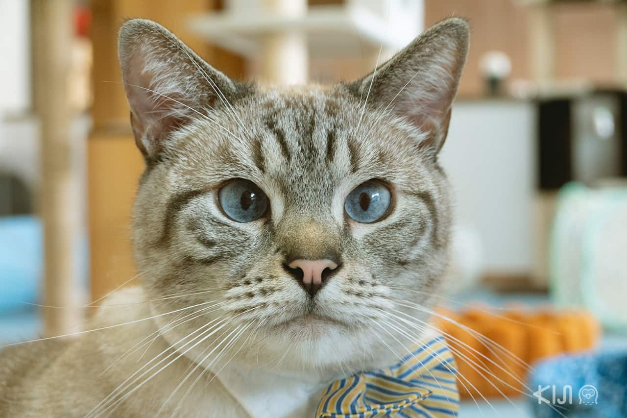 คาเฟ่แมวโอกินาว่า