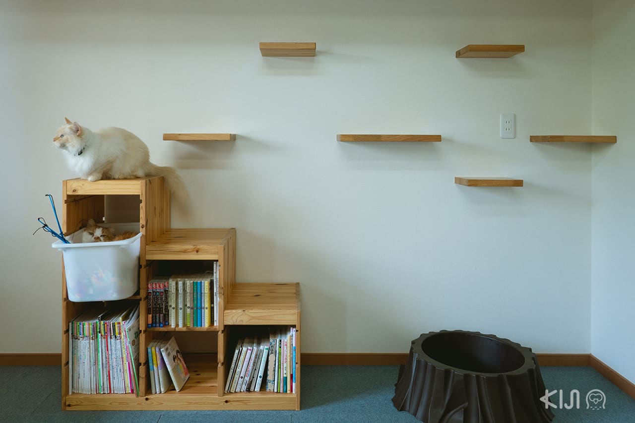 คาเฟ่ โอกินาว่า Cat Cafe Nyansore