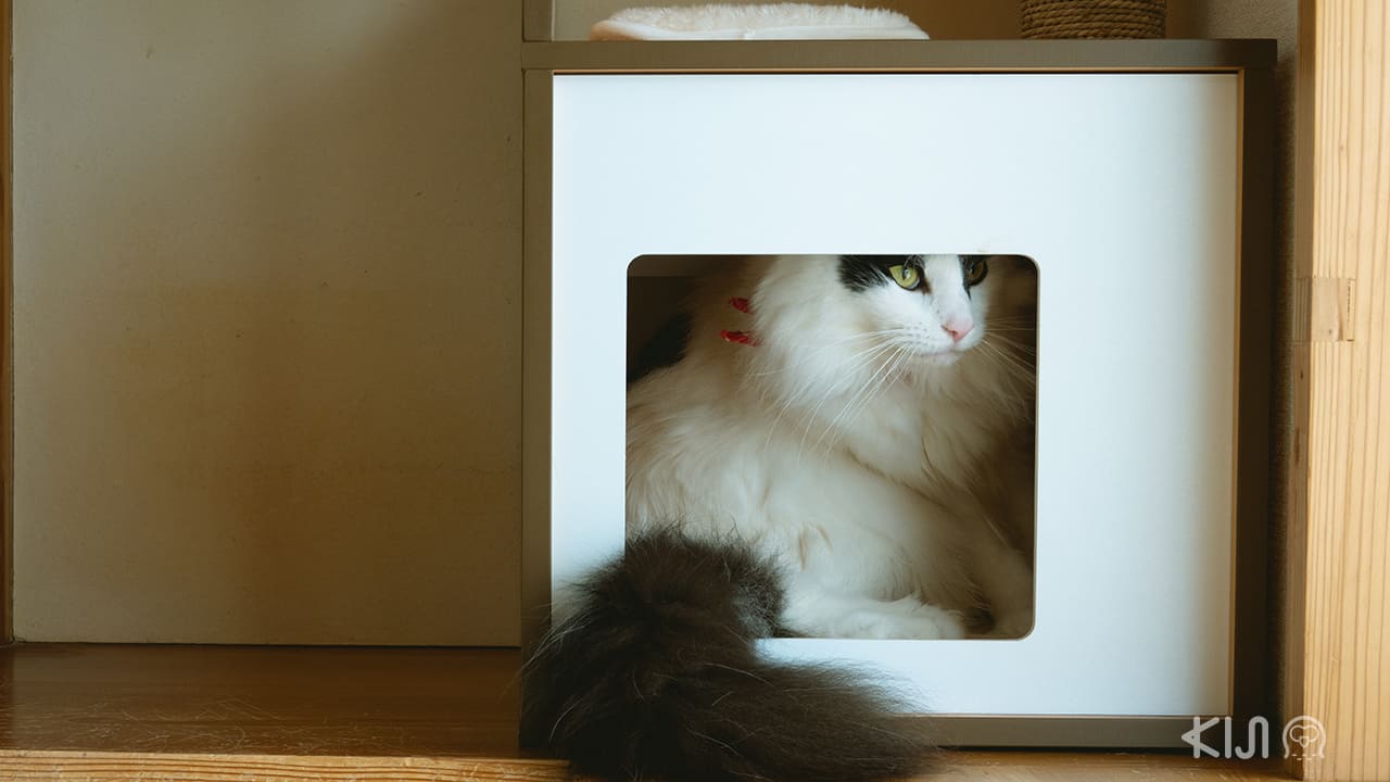 รีวิว คาเฟ่ โอกินาว่า Cat Cafe Nyansore