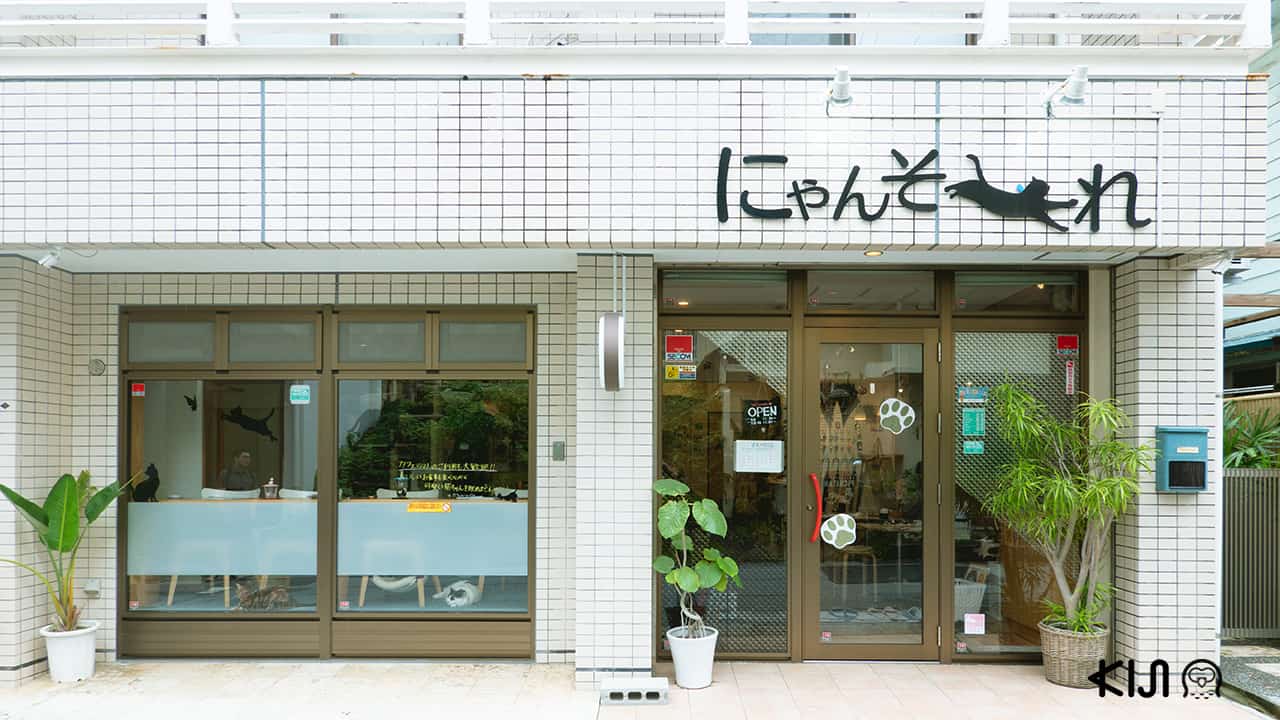 Cat Cafe Nyansore คาเฟ่แมว โอกินาว่า