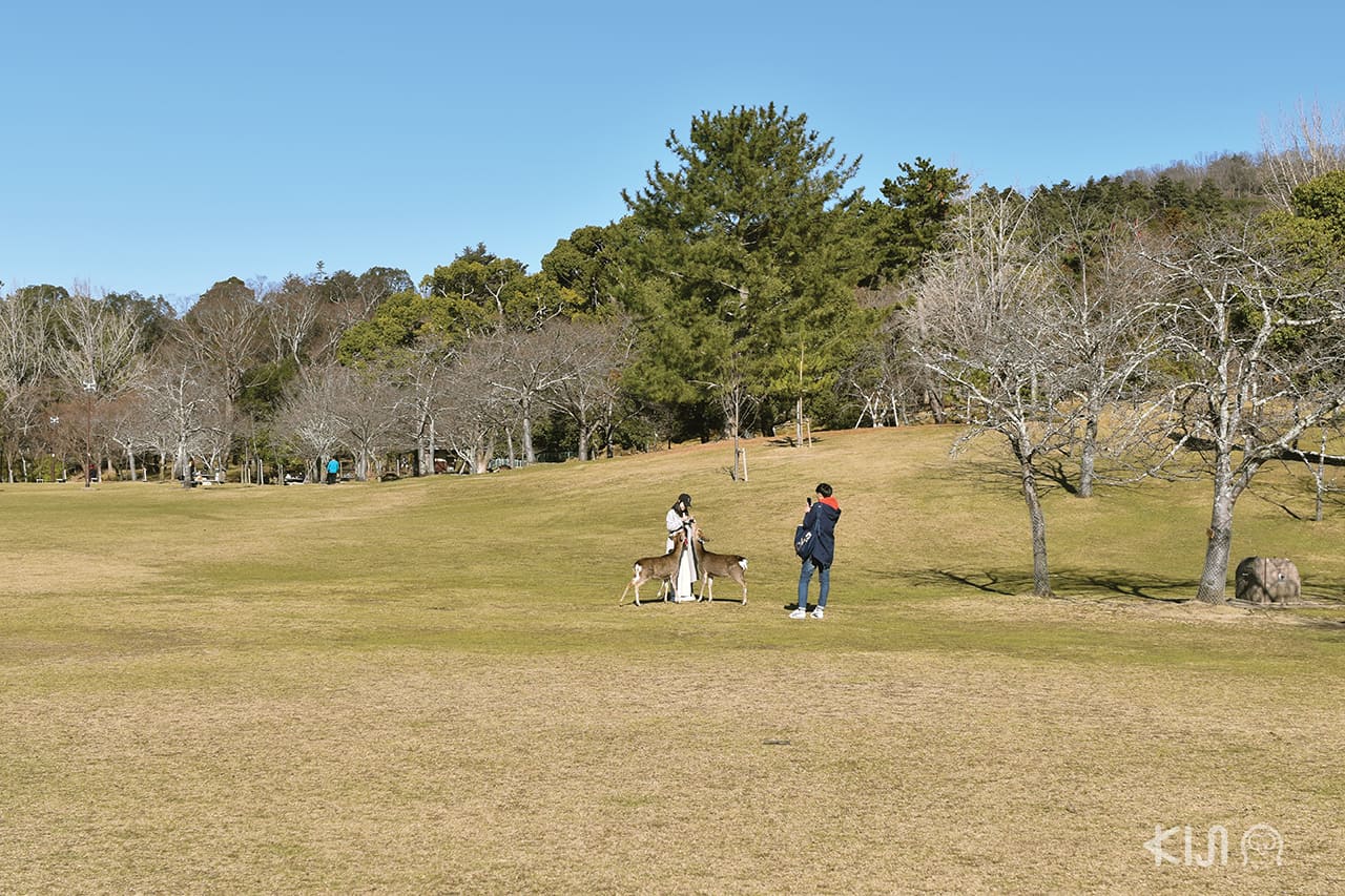 สวนสาธารณะนารา (Nara Park)