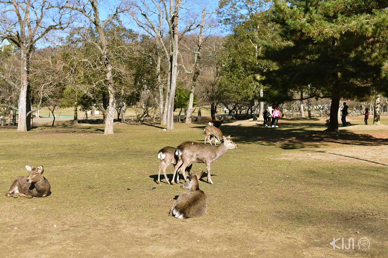 ที่เที่ยวนารา (Nara) : สวนสาธารณะนารา (Nara Park)
