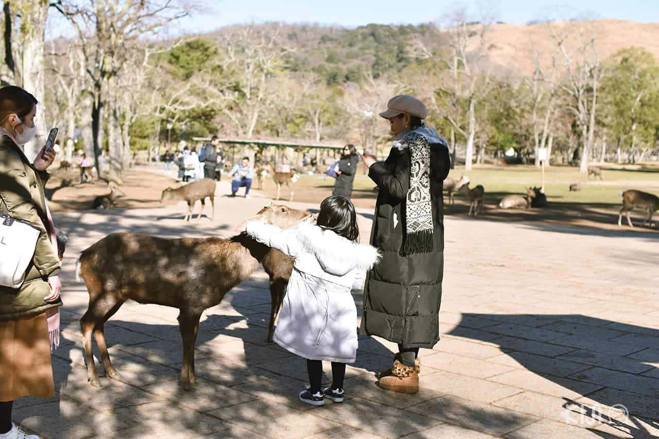 ที่เที่ยวนารา (Nara) : สวนกวางนารา (Nara Park)