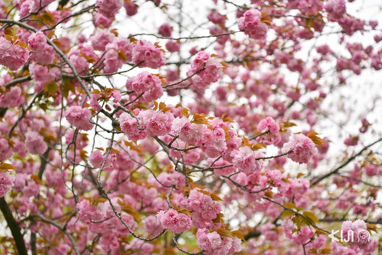 Sumida River ฤดูใบไม้ผลิในญี่ปุ่น